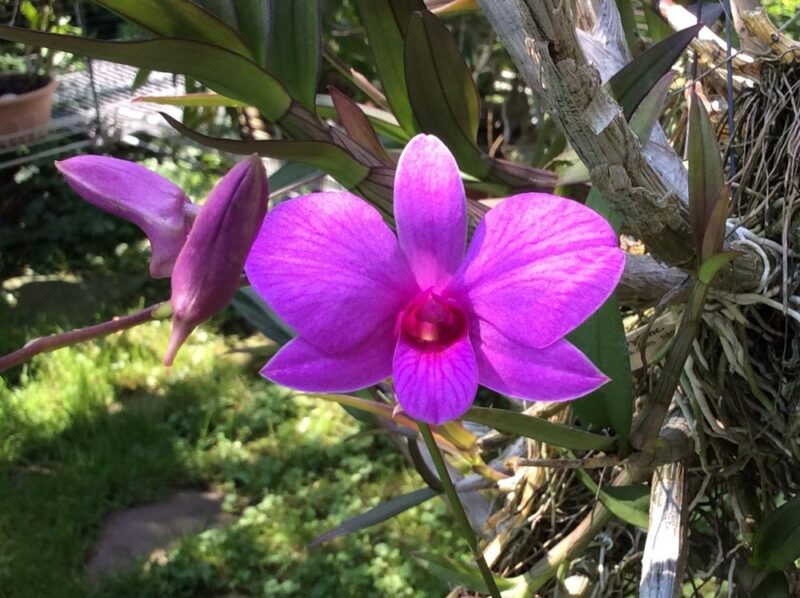 Dendrobium bigibbum: aprenda a cultivar a orquídea denphal